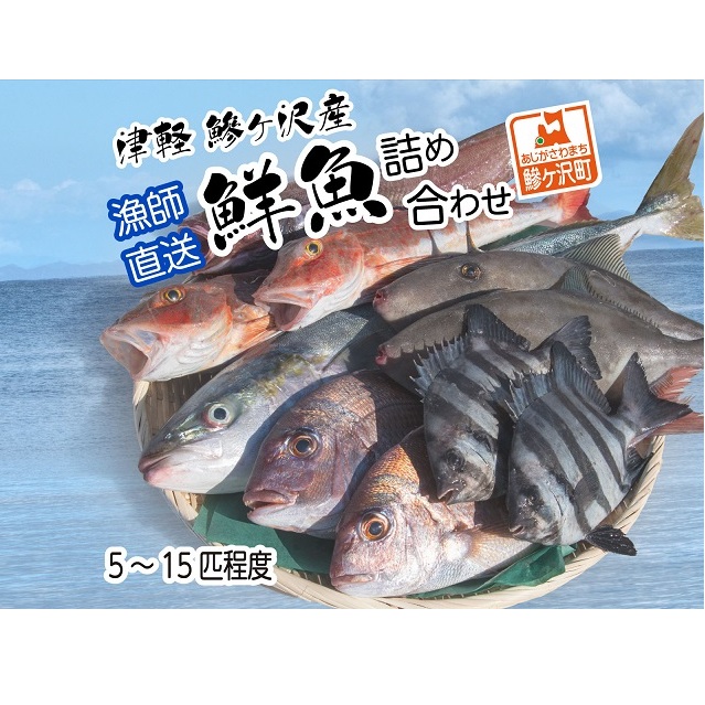 津軽  鰺ヶ沢産鮮魚詰め合わせ5〜15尾程度【11月〜6月発送】 ※東北・関東限定 魚介類 青森県鰺ヶ沢町15500魚介・海産物鮮魚
