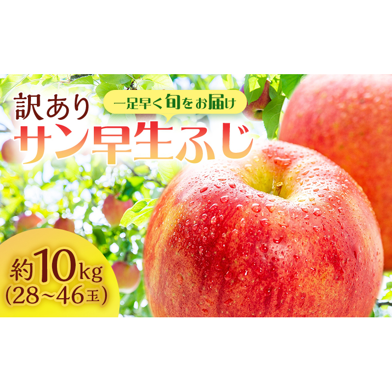 【クール便でお届け】りんご 訳あり 青森 サン早生ふじ ( 弘前ふじ ) 約 10kg (28〜46玉) リンゴ サイキチ農園 青森県 鰺ヶ沢町産 ふじ 早生ふじ サンふじ フルーツ 果物 不揃い 傷青森県鰺ヶ沢