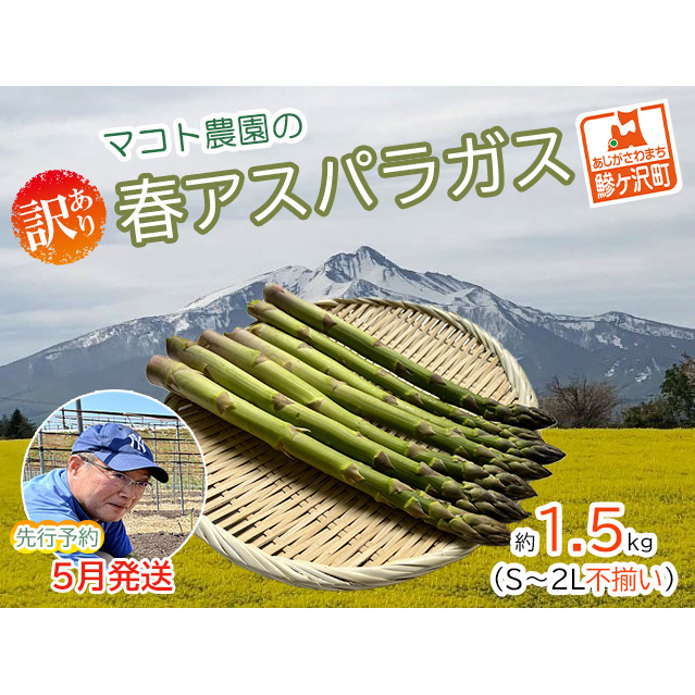 アスパラガス 先行予約 春アスパラガス 約1.5kg S〜2L 訳あり 不揃い マコト農園 規格外 アスパラ グリーンアスパラ 野菜 春 旬 旬の野菜 産地直送 2025年 2025 予約 青森 冷蔵配送 5月発送青森県
