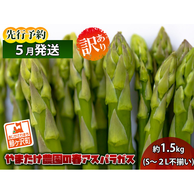 アスパラガス 先行予約 春アスパラガス 約1.5kg S〜2L 訳あり 不揃い やまたけ農園 規格外 アスパラ グリーンアスパラ 野菜 春野菜 春 旬 朝どれ 産地直送 2025年 2025 予約 青森 冷蔵 冷蔵配送 5