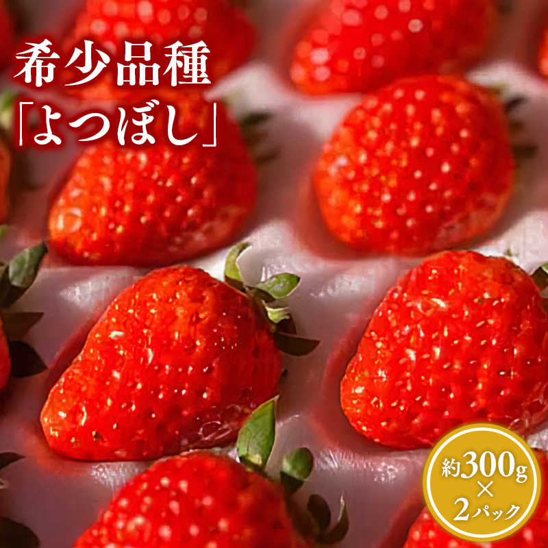 y2~4z ڂ 300×QpbNXs12000ʕEt[c
