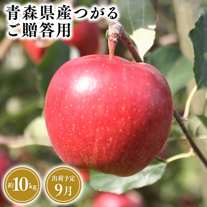 2025年産9月発送 贈答用つがる10kg 【そと川りんご園・9月・青森県産・平川市・りんご・つがる・10kg・贈答用】青森県平川市37500果物・フルーツりんご・梨