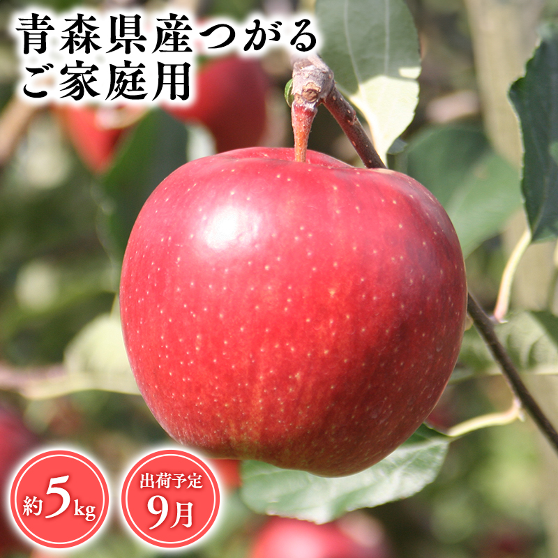 2025年産9月発送 【訳あり】家庭用つがる5kg 【そと川りんご園・9月・青森県産・平川市・りんご・つがる・5kg・訳あり・家庭用】青森県平川市15000果物・フルーツりんご・梨