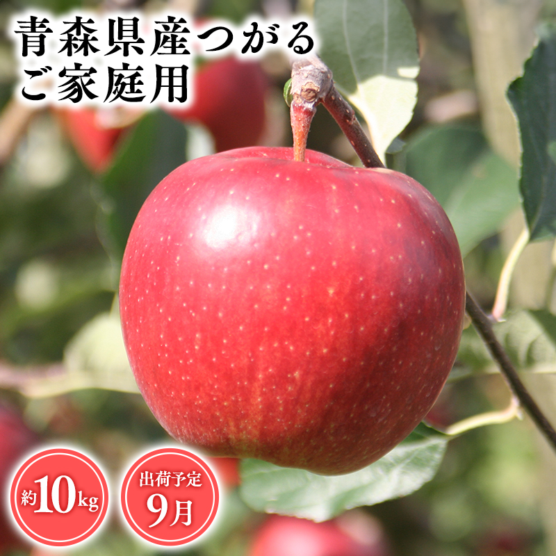 2025年産9月発送 【訳あり】家庭用つがる10kg 【そと川りんご園・9月・青森県産・平川市・りんご・つがる・10kg・訳あり・家庭用】青森県平川市27000果物・フルーツりんご・梨