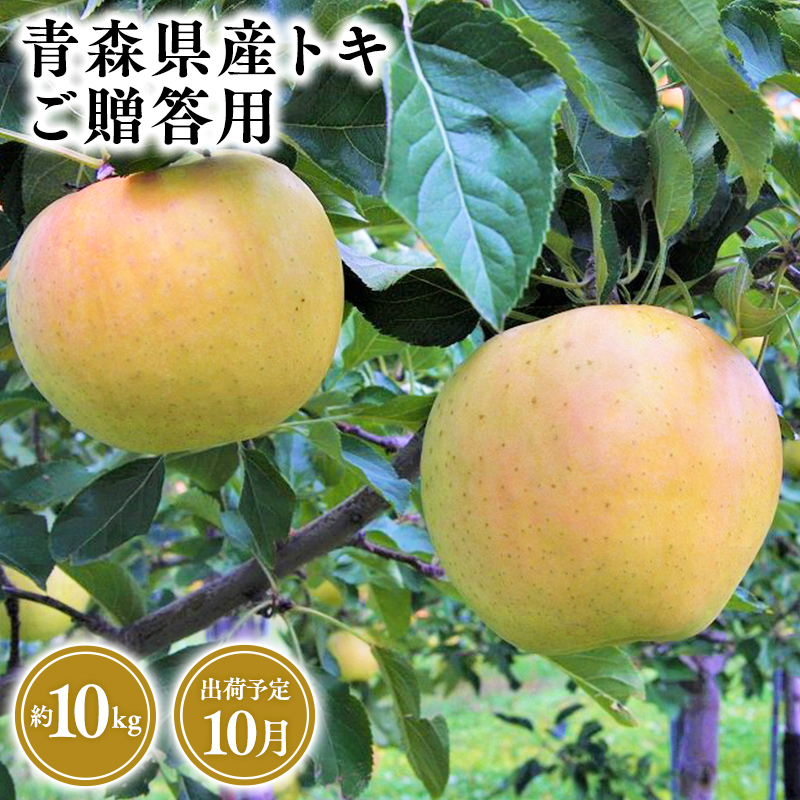 2025年産10月発送 贈答用トキ10kg 【そと川りんご園・10月・青森県産・平川市・りんご・トキ・10kg・贈答用】青森県平川市37500果物・フルーツりんご・梨