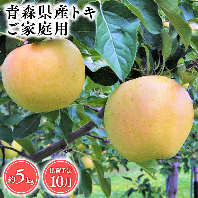 2025年産10月発送 【訳あり】家庭用トキ5kg 【そと川りんご園・10月・青森県産・平川市・りんご・トキ・5kg・訳あり・家庭用】青森県平川市15000果物・フルーツりんご・梨