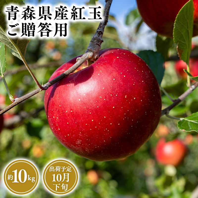 2025年産10月発送 贈答用紅玉10kg 【そと川りんご園・10月・青森県産・平川市・りんご・紅玉・10kg・贈答用】青森県平川市37500果物・フルーツりんご・梨