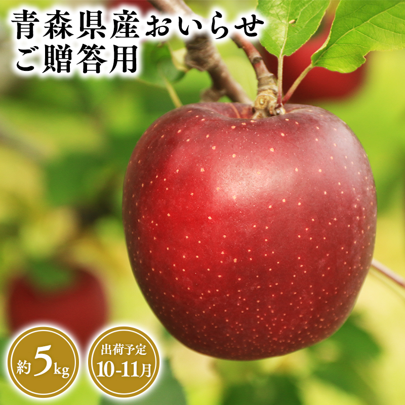 2025年産10月・11月発送 贈答用おいらせ5kg 【そと川りんご園・10月・11月・青森県産・平川市・りんご・おいらせ・5kg・贈答用】青森県平川市24500果物・フルーツりんご・