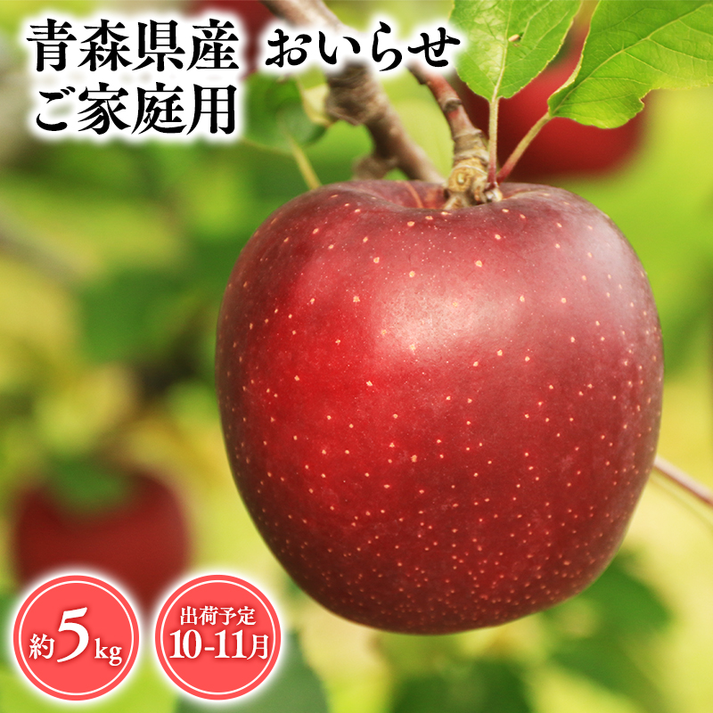 2025年産 10月・11月発送 【訳あり】家庭用おいらせ5kg 【そと川りんご園・10月・11月・青森県産・平川市・りんご・おいらせ・5kg・訳あり・家庭用】青森県平川市15000果物