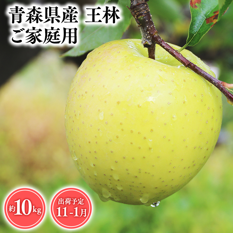 2025年産 11月〜1月発送 【訳あり】家庭用王林10kg 【そと川りんご園・11月・12月・1月・青森県産・平川市・りんご・王林・10kg・訳あり・家庭用】青森県平川市27000果物・