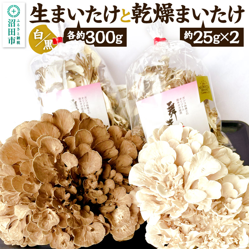 生まいたけ(白・黒)各約300g+乾燥まいたけ25g×2個セット おいがみ舞茸園群馬県沼田市13000野菜・きのこ