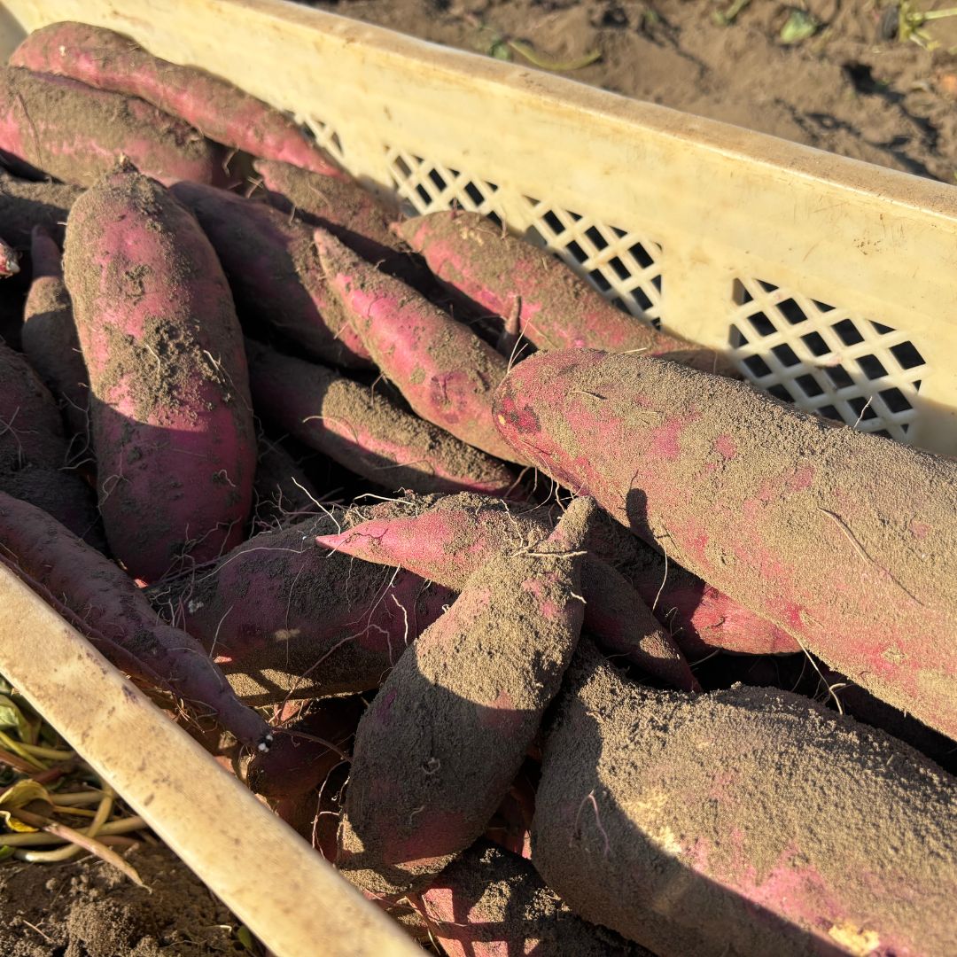 【期間限定発送】土付き 農家直送 さつまいも3種詰合せ 3kg 紅はるか 農家おまかせ青森県むつ市8000野菜・きのこ