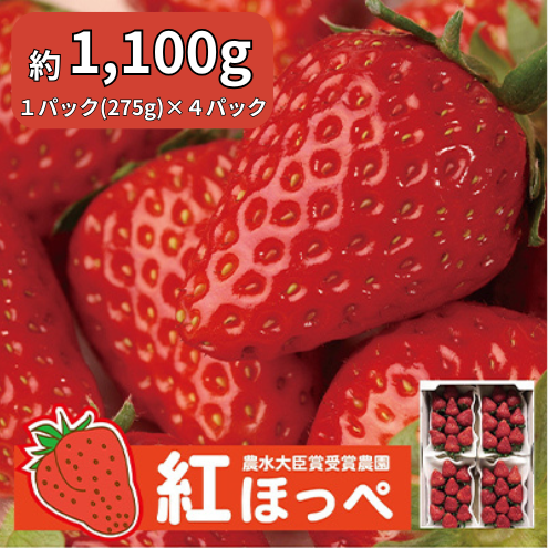 【配達地域限定】農水大臣賞受賞農園からお届け イチゴ・紅ほっぺ 4パック  配送:2026年2月上旬頃より順次発送 果物類 いちご 苺 静岡県袋井市19000果物・フルーツいちご