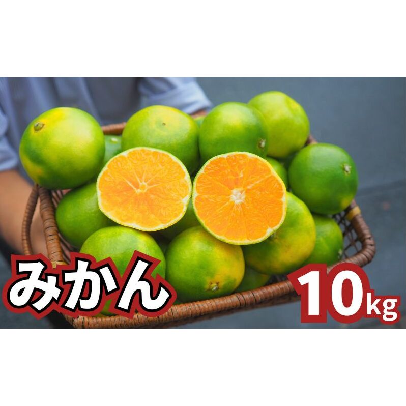 青みかん 10kg   2025年9月頃から順次発送 青みかん ミカン 果物 フルーツ 冬 蜜柑 静岡 袋井市 果物類 柑橘 柑橘類 デザート 食後 おやつ 静岡県袋井市20000果物・フルーツみかん・柑橘類
