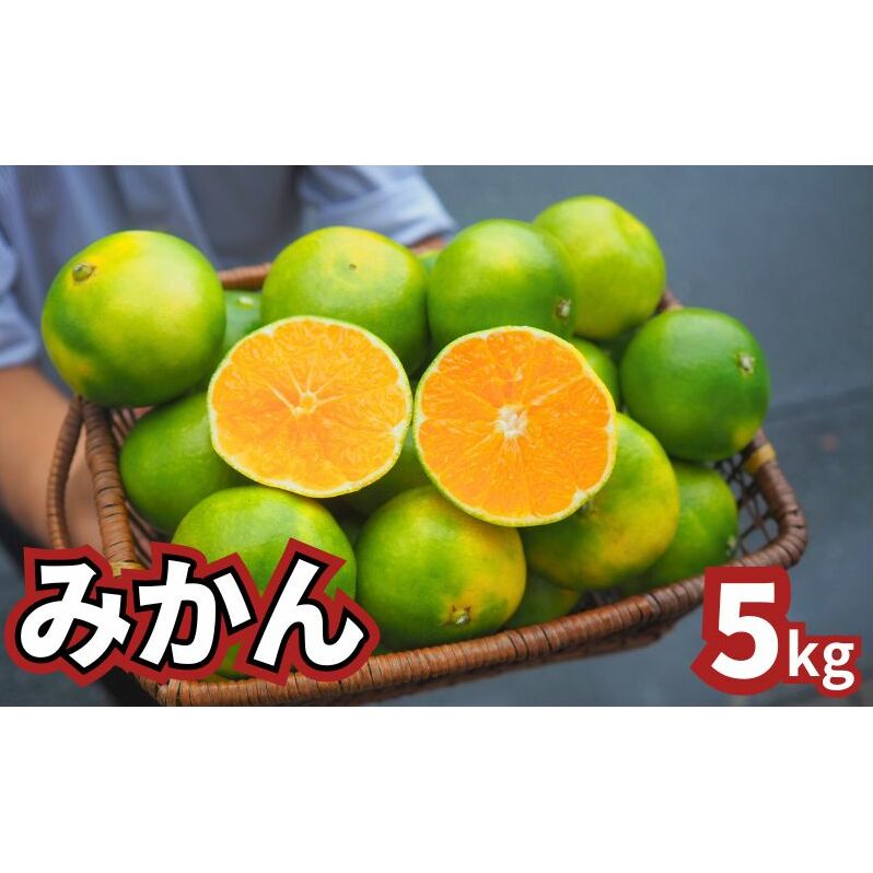 青みかん 5kg 2025年9月から順次発送 青みかん ミカン 果物 フルーツ 冬 蜜柑 静岡 袋井市 果物類 柑橘 柑橘類 デザート 食後 おやつ 静岡県袋井市14000果物・フルーツみかん・柑橘類
