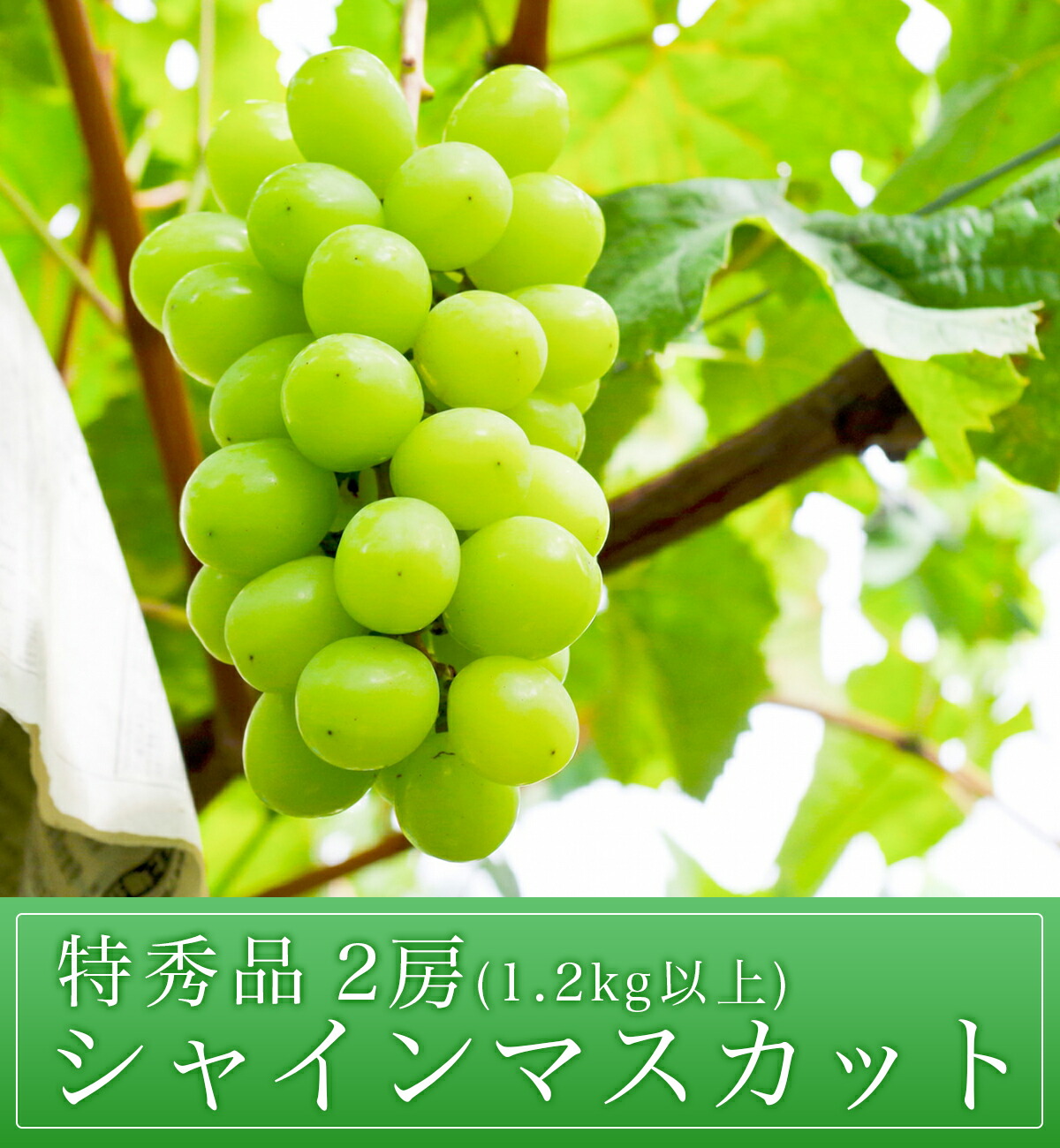 Ԃǂ VC}XJbg G 1.2kgȏ 2[ y2025N10{`11{z _ƒ R` Y R`Y Ԃǂ uhE  ʕ t[c H s\R`17000ʕEt