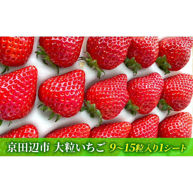 【先行予約 いちご】大粒いちご 果物 フルーツ デザート おやつ 旬の果物 旬のフルーツ ストロベリー 国産 日本産 京都府京田辺市12000果物・フルーツいちご