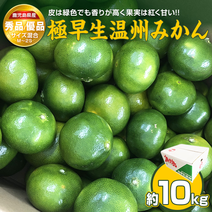 鹿児島県長島町産あおさ あおさのり 乾燥あおさ 鹿児島県長島町産 乾燥あおさ(200g)【礒永水産】iso-6042
