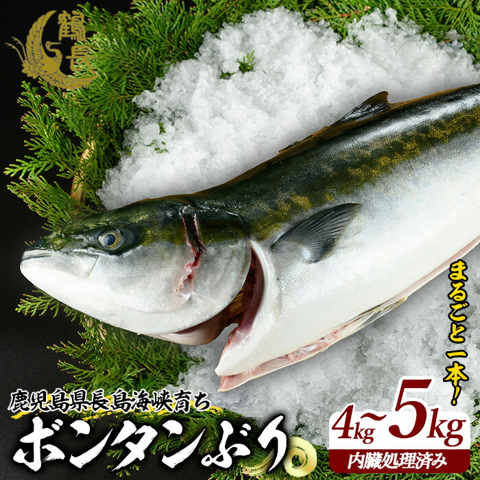 ボンタンぶりまるごと一本(内臓処理済)  ぶり 柵 刺身 ブリ 切り身 鰤 1本 鮮魚 下処理済み 鮮魚 1匹 刺身 ぶりしゃぶ ぶりかま 【鶴長水産】_turu-6070鹿児島県長島町30000魚介・海産物その他 魚
