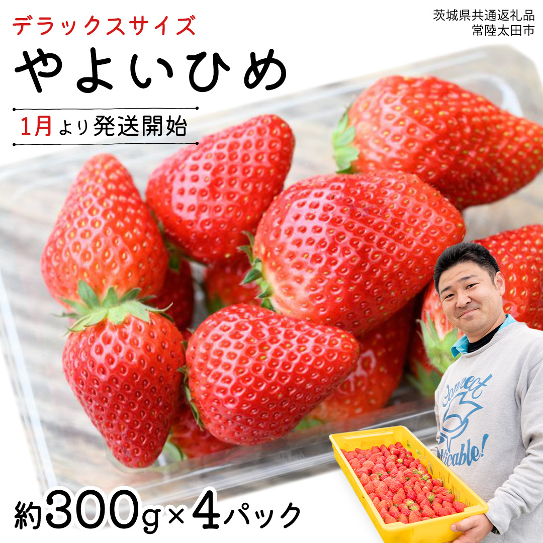 y s\ z 悢Ђ ( 4pbN )  fbNX TCY y 2026N1甭Jn z ( 錧ʕԗi : 헤cs ) 300g × 4 pbN 悢Ђ Cq 퐶P  ʌ