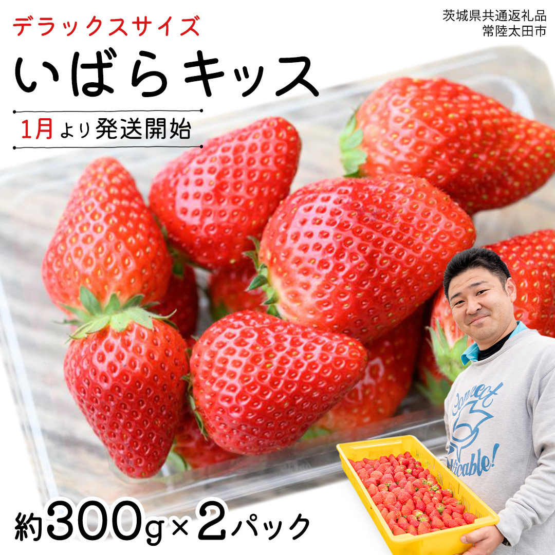 【 先行予約 】 いばらキッス ( 2パック ) 特大 デラックスサイズ 【 2026年1月から発送開始 】 ( 茨城県共通返礼品 : 常陸太田市 ) 約 300g × 2 パック いばらキッス いばらきっす いちご 数量限