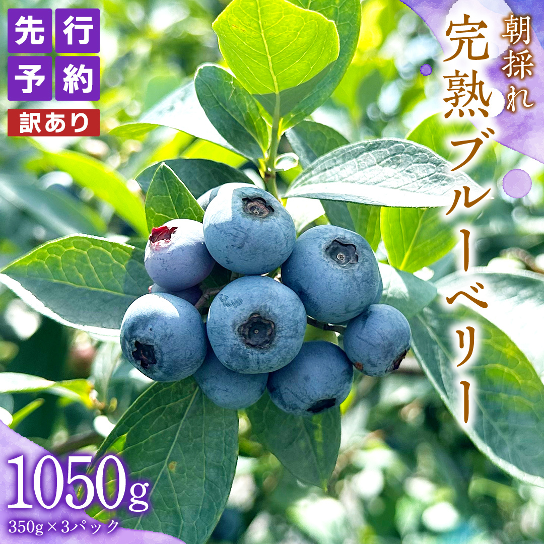 【 訳あり 】 朝採れ 完熟 ブルーベリー 1050g ( 350g × 3パック ) ぶるーべりー フルーツ 果物 くだもの 新鮮 ベリー 小分け 朝どり 国産 生 規格外 不揃い茨城県牛久市10000果物・フルーツその他