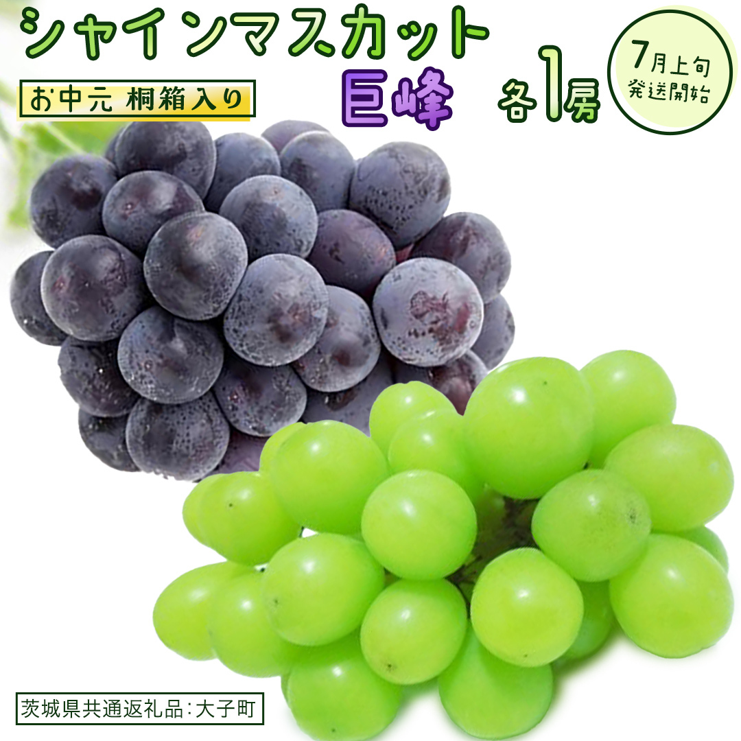 【 お中元 桐箱入り 】 シャインマスカット & 巨峰 (各1房) 【2026年7月上旬発送開始】(茨城県共通返礼品:大子町) ぶどう 葡萄 マスカット フルーツ 果物 贈答用 ギフト 贈り物茨城県牛久市4