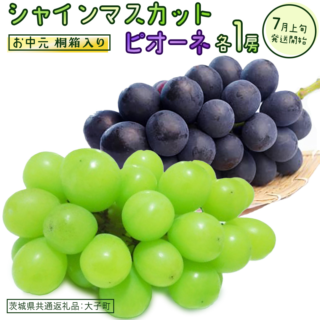 【 お中元 桐箱入り 】 シャインマスカット & ピオーネ (各1房) 【2026年7月上旬発送開始】(茨城県共通返礼品:大子町) ぶどう 葡萄 マスカット フルーツ 果物 贈答用 ギフト 贈り物茨城県牛