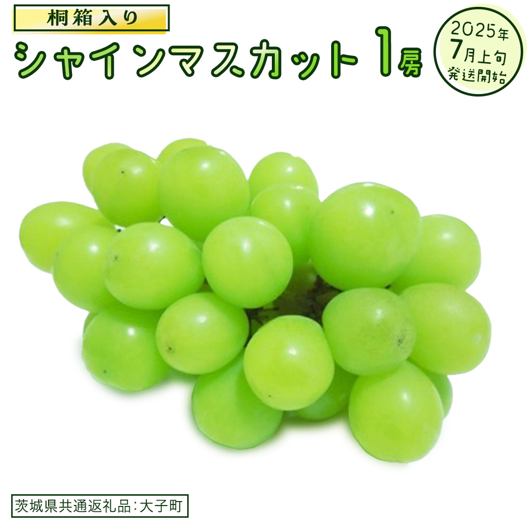 【桐箱入り】 シャインマスカット 1房【2025年7月上旬発送開始】(茨城県共通返礼品:大子町)  ぶどう 葡萄 マスカット フルーツ 果物 贈答用 ギフト 贈り物茨城県牛久市25000果物・フルーツ
