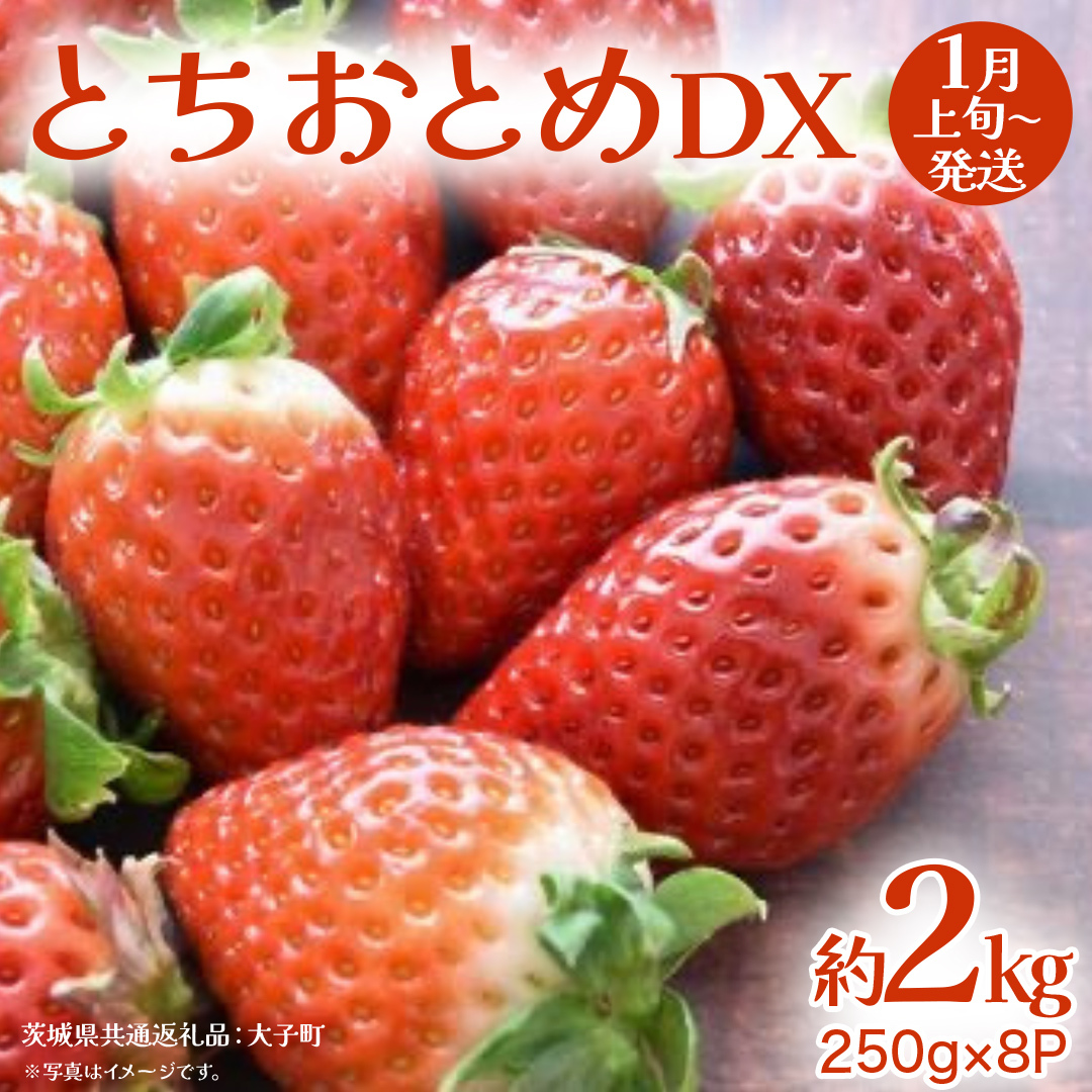 とちおとめ DX 約2kg (250g×8P)【2026年1月上旬発送開始】(茨城県共通返礼品:大子町) 苺 いちご イチゴ 果物 フルーツ おやつ茨城県牛久市25000果物・フルーツいちご