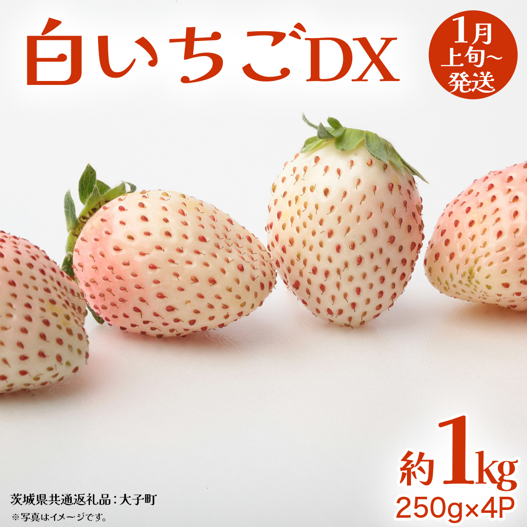  DX 1kg (250g×4P)y2026N1{Jnz(錧ʕԗiFq)   C`S ʕ t[c 錧vs27000ʕEt[c