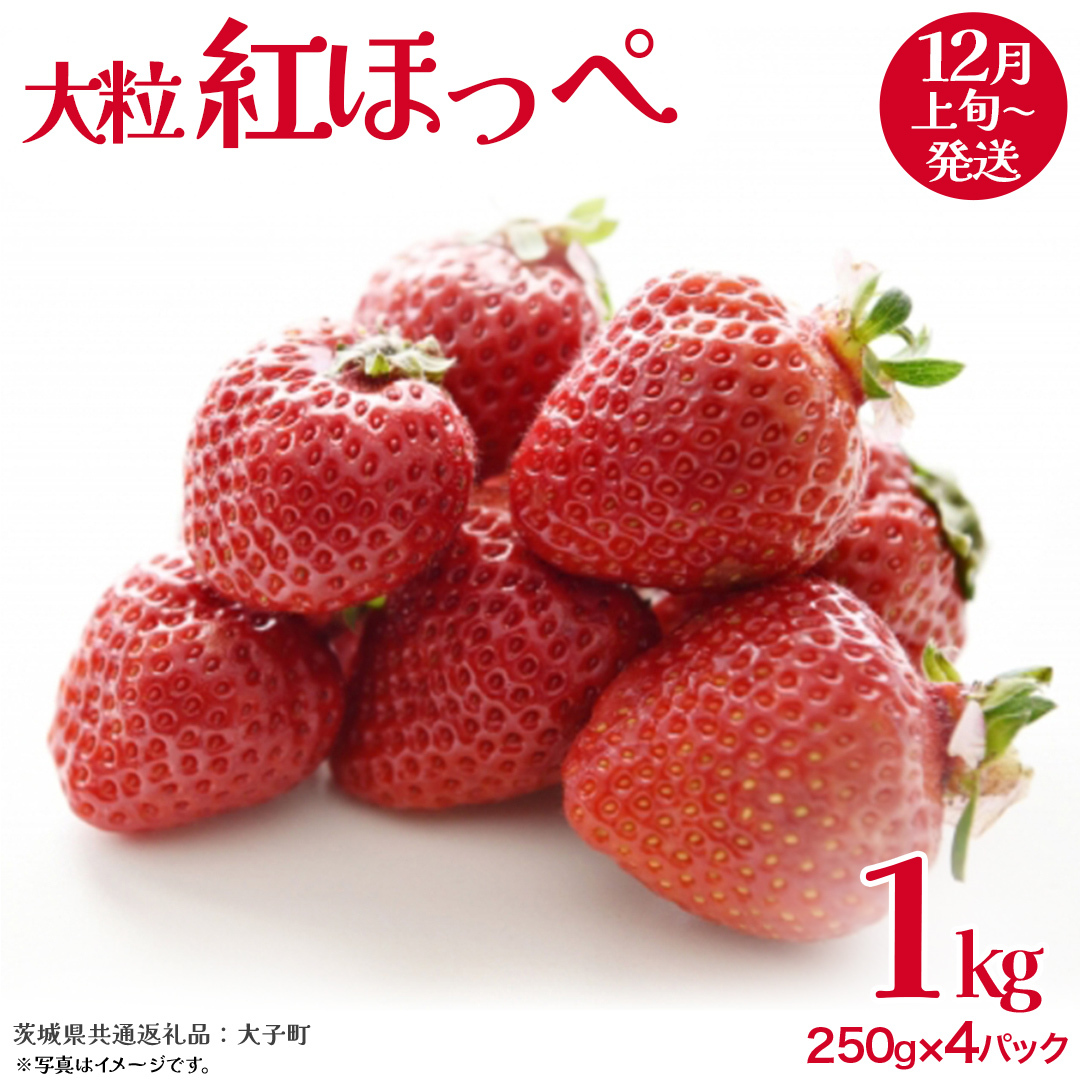紅ほっぺ 大粒 250g(8〜12粒)×4パック【2025年12月上旬発送開始】(茨城県共通返礼品:大子町) いちご 苺 果物 フルーツ 果実茨城県牛久市20000果物・フルーツいちご