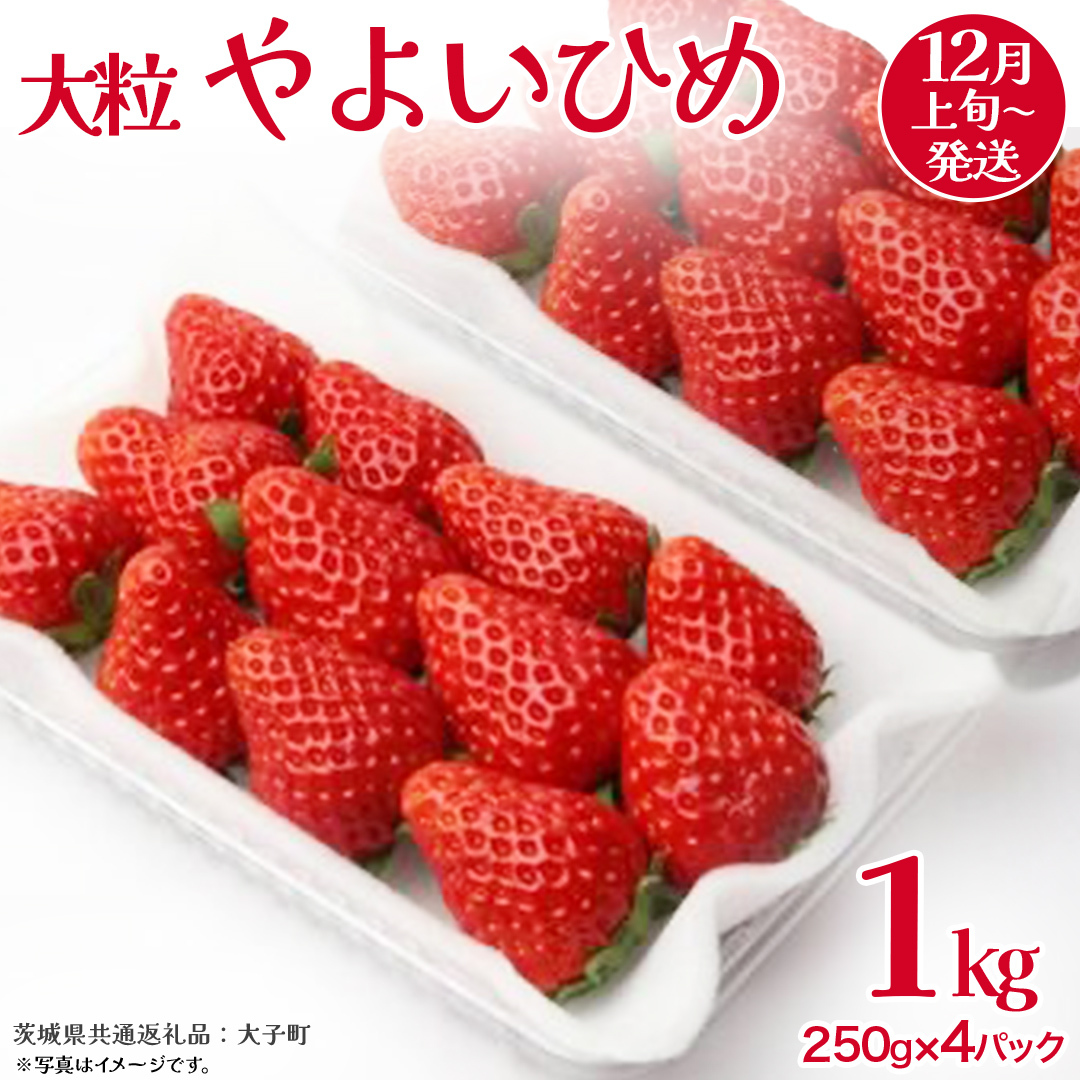 やよいひめ 大粒 250g(8〜12粒)×4パック【2025年12月上旬発送開始】(茨城県共通返礼品:大子町) いちご 苺 果物 フルーツ 果実茨城県牛久市20000果物・フルーツいちご