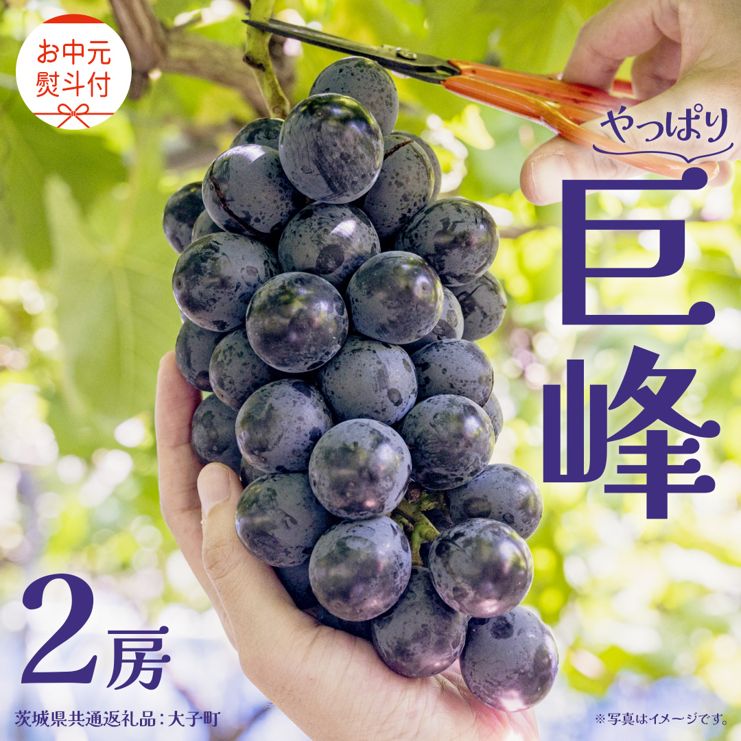 【 お中元 熨斗付き】 巨峰 2房 【2026年8月上旬発送開始】(茨城県共通返礼品:大子町) ぶどう 葡萄 ブドウ フルーツ 果物 スイーツ ギフト 贈答用 贈り物 プレゼント茨城県牛久市25000果物・