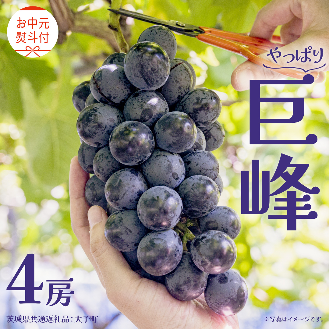 【 お中元 熨斗付き】 巨峰 4房 【2026年8月上旬発送開始】(茨城県共通返礼品:大子町) ぶどう 葡萄 ブドウ フルーツ 果物 スイーツ ギフト 贈答用 贈り物 プレゼント茨城県牛久市40000果物・