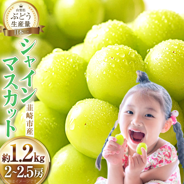 【2026年発送】先行予約 ぶどう シャインマスカット 約1.2kg (2~2.5房) 【冷蔵発送】 フルーツ 果物 くだもの ブドウ 葡萄 種なし 1.2キロ 甘い 期間限定 季節限定 JA 厳選 山梨県産 令和8年 8月下