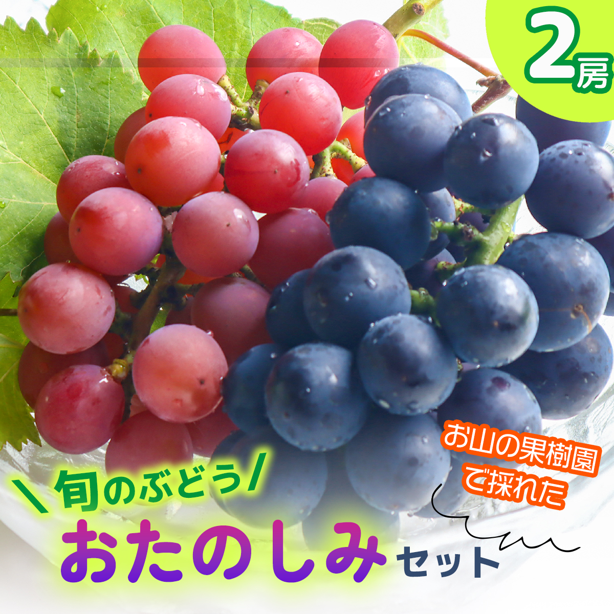 ★2024年収穫★旬のぶどう おたのしみセット2房(森本果樹園)高知県いの町15000果物・フルーツマスカット・ぶどう