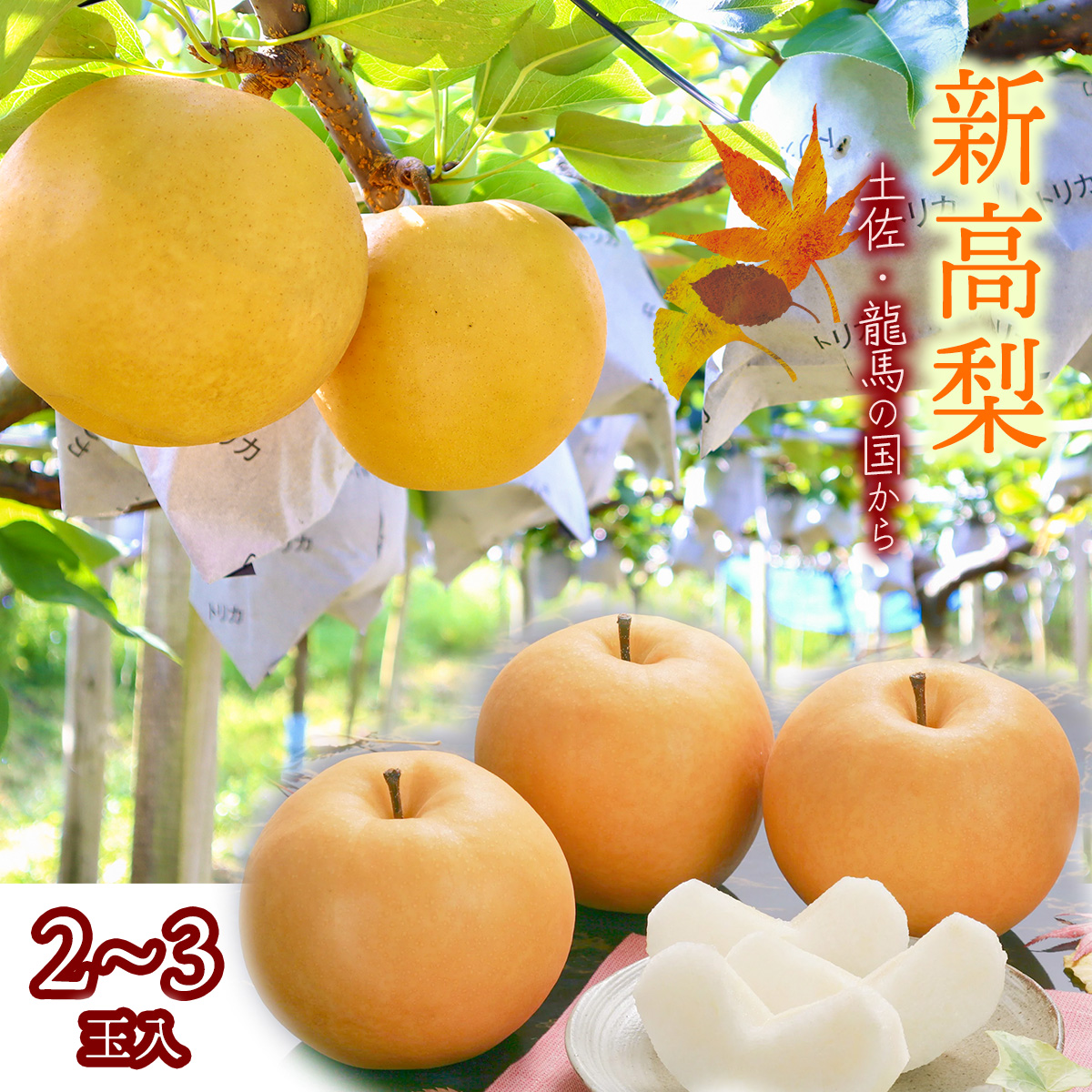 【2025年収穫】森本果樹園の新高梨 2〜2.5kg(2〜3玉)高知県いの町22000果物・フルーツ