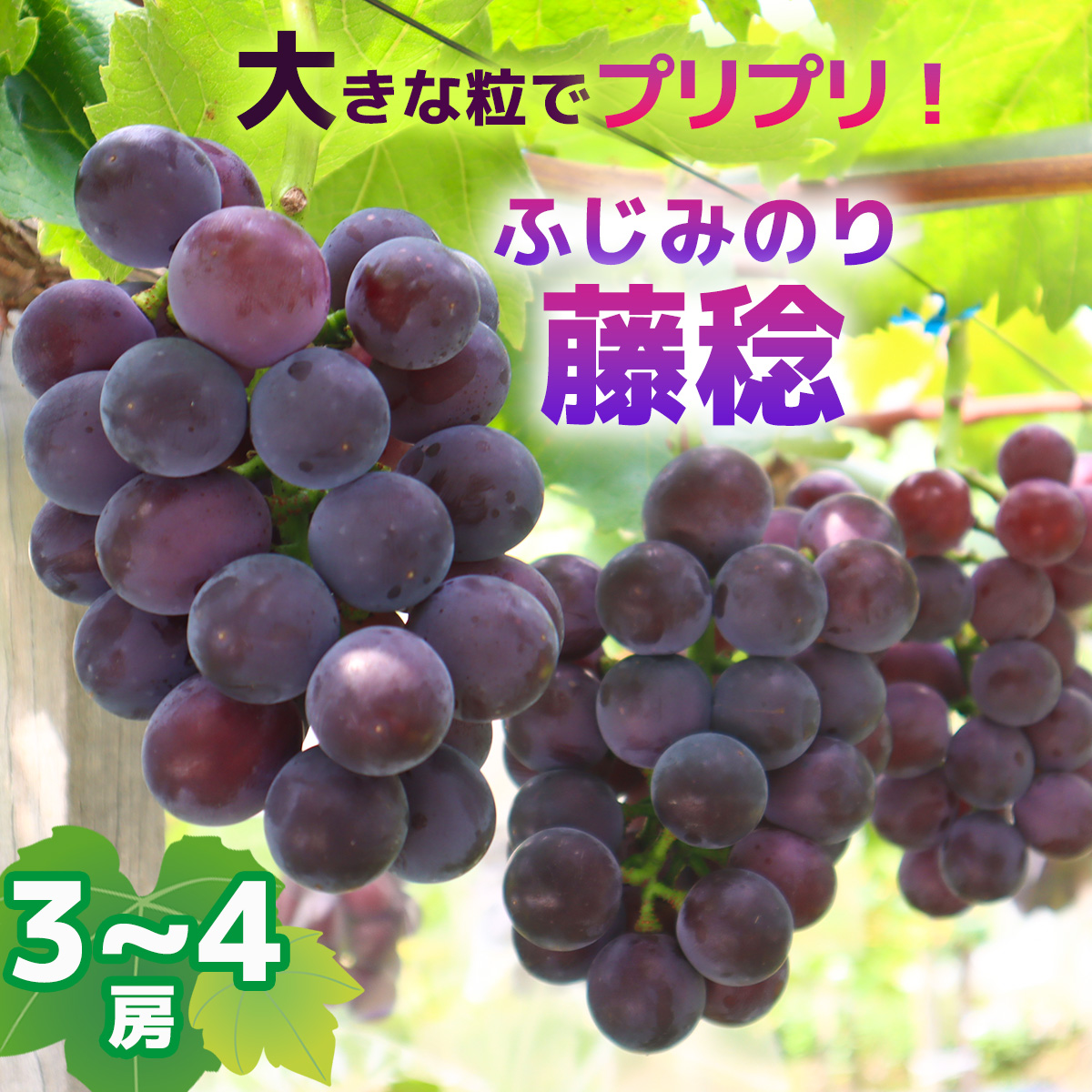 【2025年収穫】藤稔(ふじみのり)3~4房高知県いの町19000果物・フルーツ