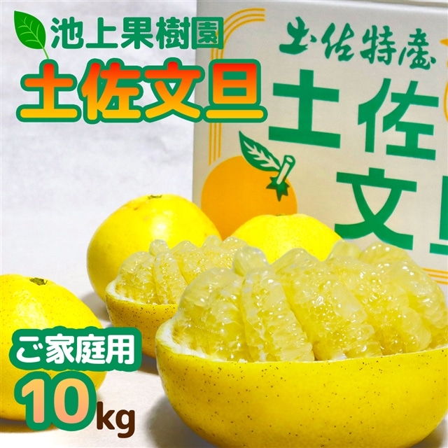 土佐文旦 家庭用10kg(池上果樹園)高知県いの町17000果物・フルーツみかん・柑橘類