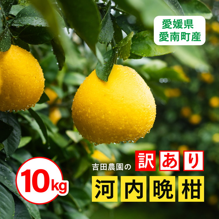 訳あり 河内晩柑10kg(家庭用) <柑橘 希少 果物 国産 フルーツ みかん 蜜柑 訳あり 家庭用 和製 グレープフルーツ ブランド 愛媛 果実 ビタミン > ※2025年4月上旬〜8月中旬頃に順次発送予