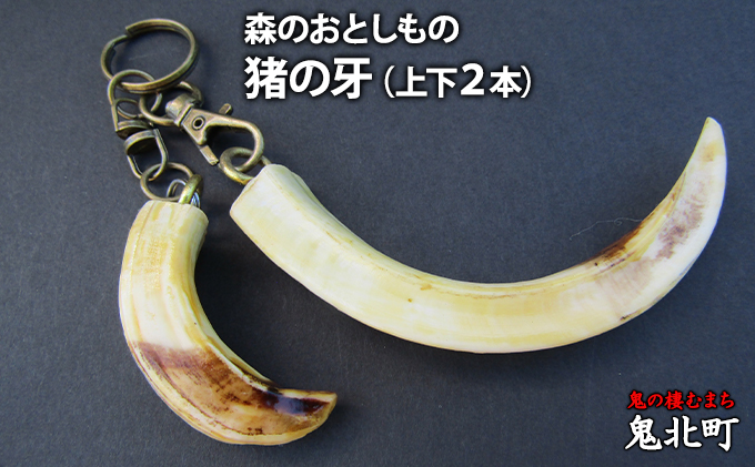 森のおとしもの(3)猪の牙(上下2本)<インテリア 民芸品 工芸品 オブジェ 天然 牙 イノシシ いのしし 猪 愛媛県 鬼北町>愛媛県鬼北町26000衣類・装飾品・工芸品アクセサリー