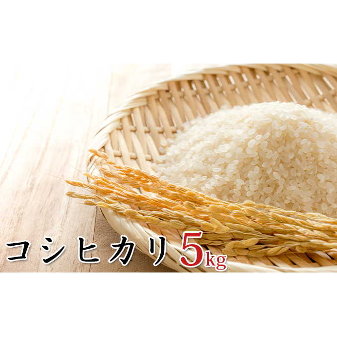 令和6年産環境こだわり近江米コシヒカリ5kg(無洗米) お米 滋賀県豊郷町11000米・パン白米