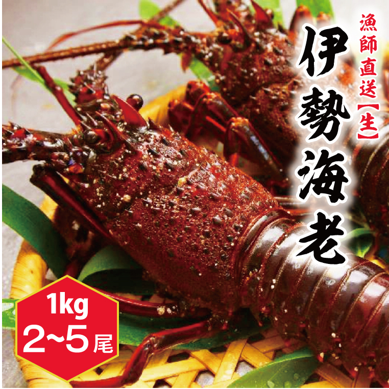 【漁師直送/生】伊勢海老 (1kg/2〜5本) 伊勢エビ (KBL-22)茨城県鹿嶋市38000魚介・海産物エビ