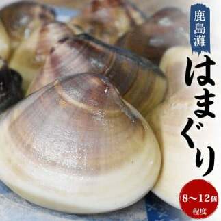 鹿島灘はまぐり【ハマグリ 蛤 海鮮 貝 魚貝 鹿嶋市 茨城県 20000円以内 2万円以内)(KM-2)茨城県鹿嶋市17000魚介・海産物貝類