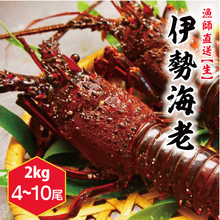 【漁師直送/生】伊勢海老 (2kg/4〜10本) 伊勢エビ (KBL-23)茨城県鹿嶋市71000魚介・海産物エビ