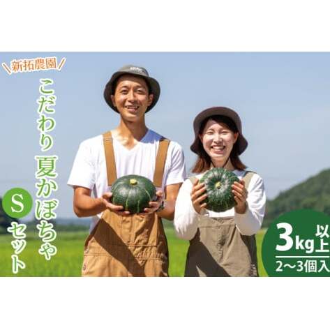 新拓農園のこだわり夏かぼちゃSセット 【7月下旬より配送 野菜 やさい カボチャ 1万円以内 10000円以内 ほくほく 甘い おいしい パンプキン 国産 産地直送 期間限定 季節限定 茨城県 鹿嶋市】