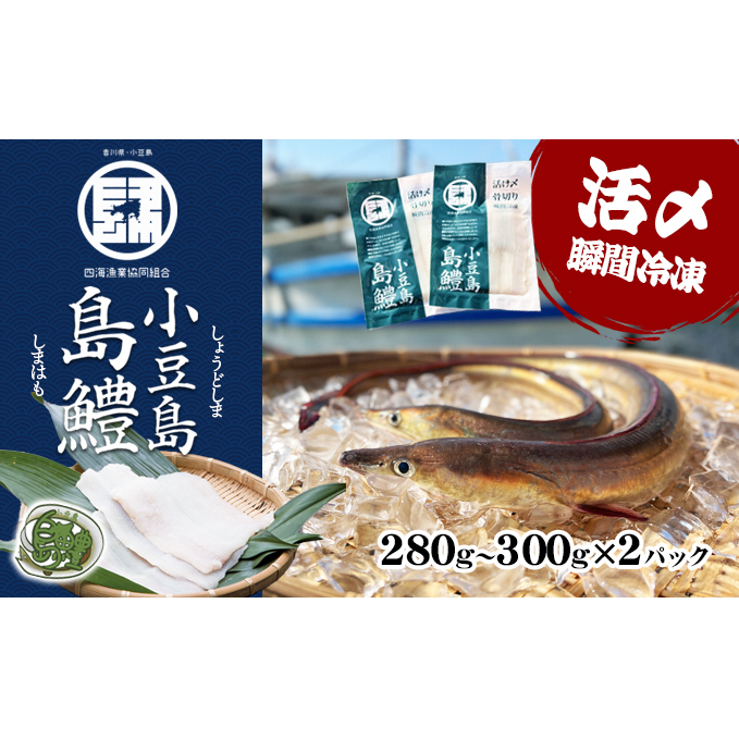 【 小豆島 】テレビで紹介されました!『小豆島島鱧』活け締め骨切り瞬間冷凍 新鮮 海の幸 ハモ香川県土庄町10000魚介・海産物その他 魚介・海産物