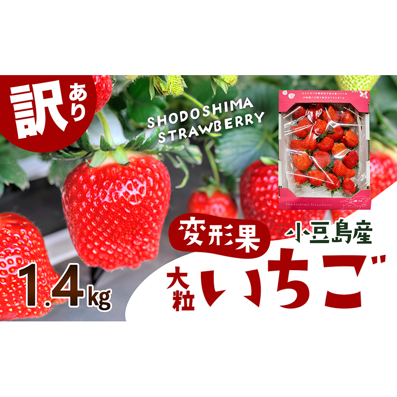 【 小豆島 】【配送エリア限定商品】< 訳あり ・ 大粒 > 小豆島産 変形果いちご 1.4kg いちご 苺 イチゴ 女峰 女峰いちご 変形 果物 フルーツ くだもの 香川 香川県 土庄 土庄町香川県土庄町