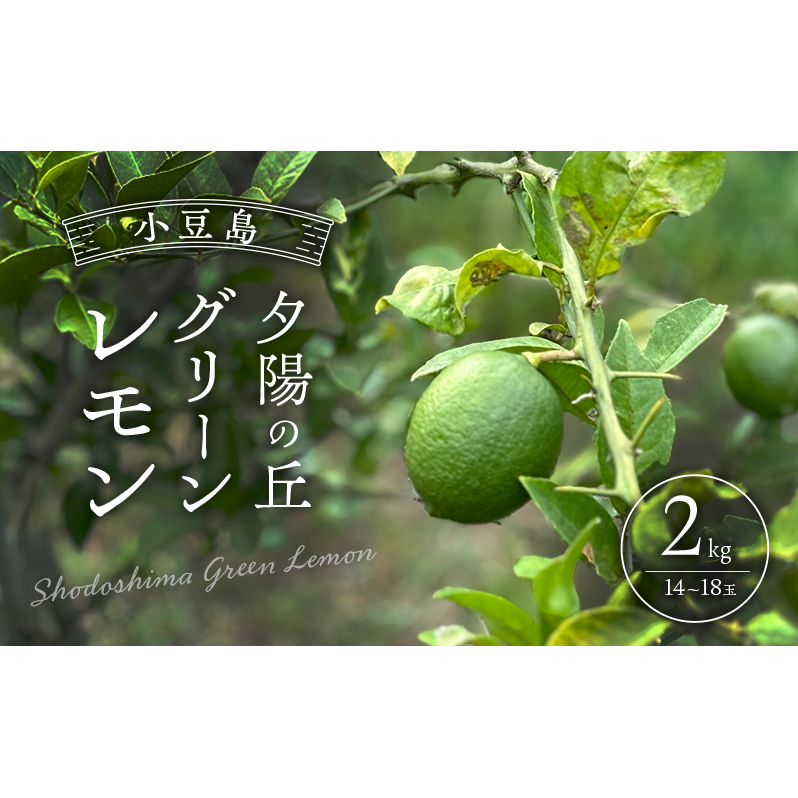 小豆島 夕陽の丘 グリーンレモン 2kg (14〜18玉) 果物 フルーツ 柑橘 レモン香川県土庄町9000果物・フルーツみかん・柑橘類